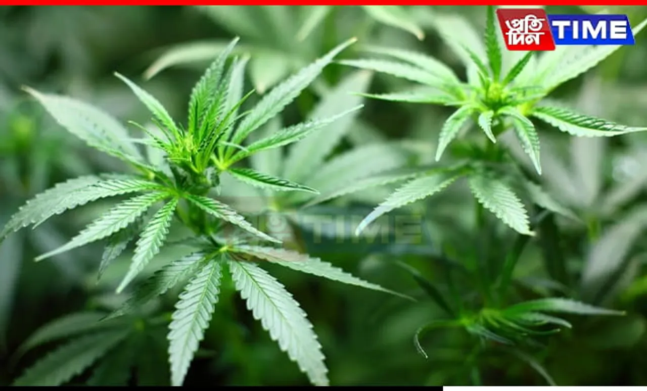 Himachal Assembly Approves Resolution to Legalize Cannabis Cultivation